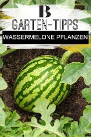 Tipps Und Tricks Zum Wassermelone Pflanzen Wassermelone Pflanzen Pflanzen Wassermelone