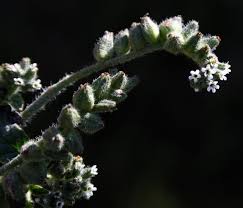 Image result for Heliotropium supinum