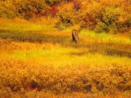 Maclaren river lodge mile 42 is open year around. Maclaren River Lodge Hiking Mile 42 Denali Hwy Gakona Ak Phone Number