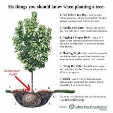 Imgur Com Plants Arbour Day Trees To Plant