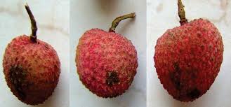 Diseases of Litchi and their management | Agriculture