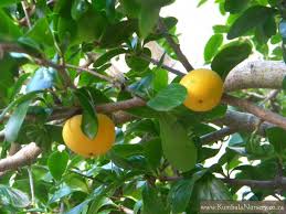 Image result for Dovyalis hispidula