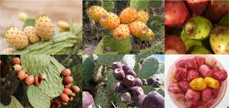 It is native to the americas, but has spread to many other parts of the world. Opuntia Ficus Indica An Overview Sciencedirect Topics