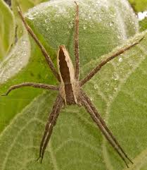 Employing the deep web towards black liberation. Don T Panic Over Brown Recluse Spiders In Michigan Landscaping