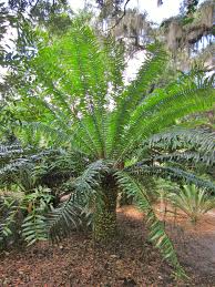 Image result for Encephalartos gratus