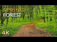 Sound Of Birds Chirping In The Morning 4 Hours Natural Sounds Morning Birds Singing No Music Youtube Nature Sounds Nature Spring Forest