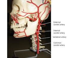 The blood vessels are the components of the circulatory system that transport blood throughout the human body. Pin On School