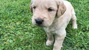 satistaki yavrularimiz dog academy