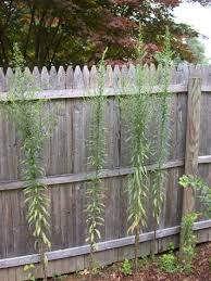 Image result for Conyza limosa