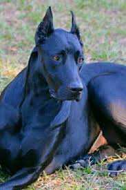 Puppies for pets, show, or work homes. Absint Vila Absintvila Profile Pinterest