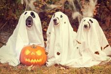 Spooktacular Weekend