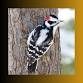 Woodpeckers: Master Musicians of the Pineywoods event image
