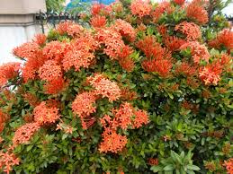 Image result for Ixora coccinea