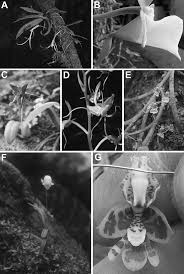 Image result for Ancistrorhynchus tenuicaulis