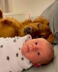 Maybe you would like to learn more about one of these? Pets At Peace New Jersey Home Facebook