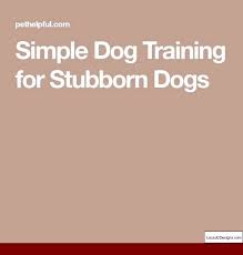 Unless you have a note from your vet showing a. How To Train A Puppy To Be A Guard Dog At Home And Pics Of How To Train Your Dog To Stay Out Of The Pool Dog Training Obedience Dog Training