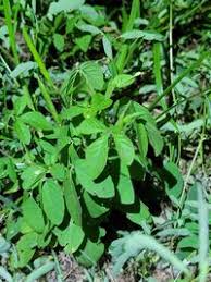 Image result for Cleome aculeata