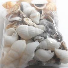 Genshin impact echoing conches are a special collectible players can find during update 1.6. Mixed Assorted Sea Shells Natural Beach Seashells Aquarium Decoration Craft Walmart Canada