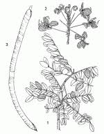Image result for Cassia burttii