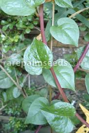 Image result for Basella