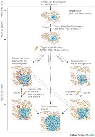 Cancer biology goes under the microscope this week, as gerard evan talks about the causes of cancer and how cancer spreads around the body. Cell Division Cancer Learn Science At Scitable