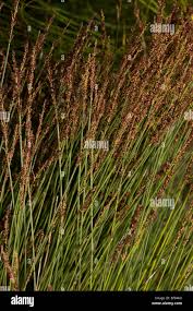 Image result for Restionaceae