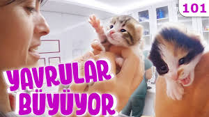 18 Gun Yavrularimiz Buyuyor Guvercinlerin Yaraladigi Sevimli Kedi Yavrulari Dobida 101 Youtube