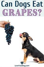 My Dog Ate Grapes What Should I Do Next Can Dogs Eat Grapes Can Dogs Eat Dog Eating