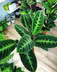 Calathea Warscewiczii Plants Plant Leaves House Plants