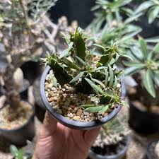 Image result for Euphorbia mlanjeana