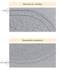 Composition And Properties Of Cell Membranes Deranged Physiology