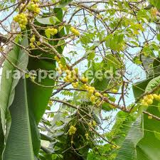 Image result for Phyllanthus udoricola