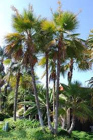 Image result for Acoelorrhaphe wrightii