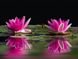 We are your local family florist, and are committed to offering only the finest floral arragnements and gifts backed by friendly prompt service. Book A Massage With Sunfish Massage Shelbyville Ky 40065