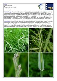 Image result for Lolium