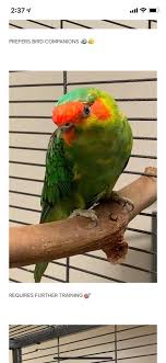 Bird Re Homing Services Inc Home Facebook