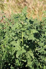 Image result for Hermbstaedtia linearis