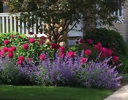 Either Lavender Russian Sage Or Salvia Combined With Raspberry Pink Peonies Perfect Colorful Soft Front Flower Beds Landscaping Trees Front Yard Landscaping