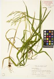 Check spelling or type a new query. Brome Cilie Herbier Du Quebec