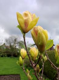 Image result for magnolie sunsation