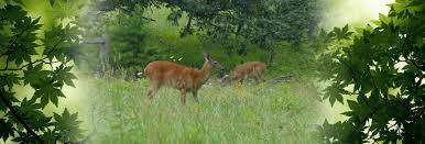 Deer country vacation cabins is an accommodation in north carolina. Maggie Valley Cabins And Rentals Deer Country Cabins In Maggie Valley Nc
