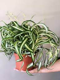 Curly Spider Plant Bonnie Curly Spider Plant Air Purifying Etsy Spider Plants Plants Live House Plants