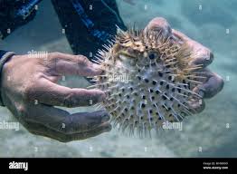 إيقاف فيلادلفيا هم على دراية Porcupine Puffer Fish Balicornerresidence Com