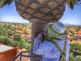 Pest control and extermination in mesa, az. Varsity Termite And Pest Control Llc 6537 N 55th Ave Unit 1081 Glendale Az 85301 Yp Com