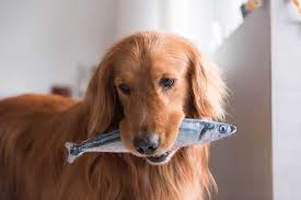 A dog is classified as such because they can eat foods other than protein and in fact, should do so for optimal health. 5 Sweet Potato And Fish Dog Food Recipes Patchpuppy Com