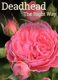 Deadhead Your Roses Correctly To Increase The Number Of Blooms And Overall Plant Health Planting Roses Rose Plant Care Growing Roses
