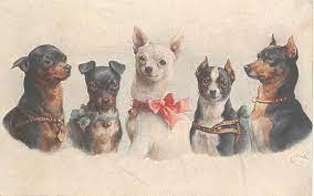 Perro De Epoca Mini Pinscher Amor Perruno