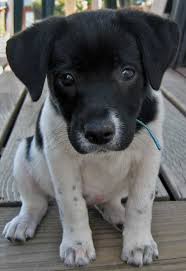 Black And White Jack Russell Terrier Lab Mix For Canvas Boards Rat Terrier Mix Rat Terriers Cute Animals