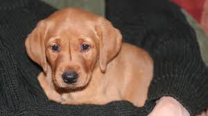 These puppies are no longer available. Fox Red Lab Your Guide To The Fox Red Labrador Retriever