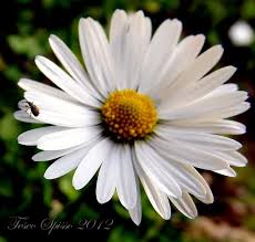 Creazioni coi fiori fiori in tessuto esercitazione sul fiore trasferimento di immagini. Margherita Coltivazione